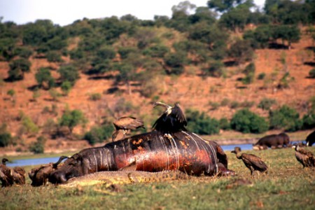 ippopotamo morto -- Chobe National Park